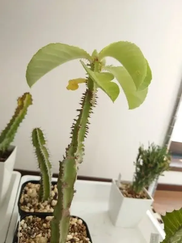 Euphorbia reclinata