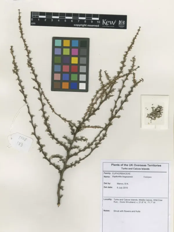 Euphorbia inaguaensis