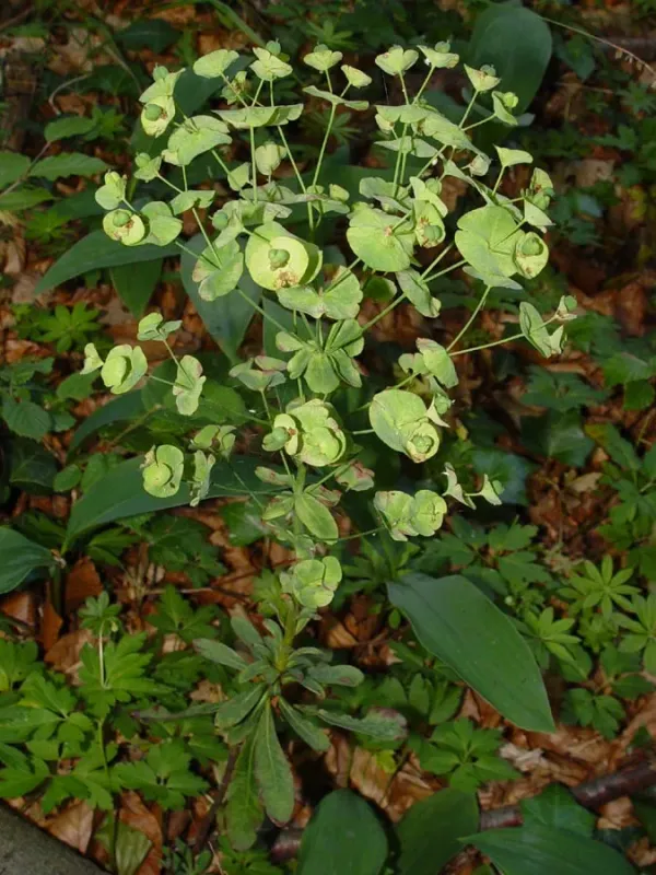 Sand spurge