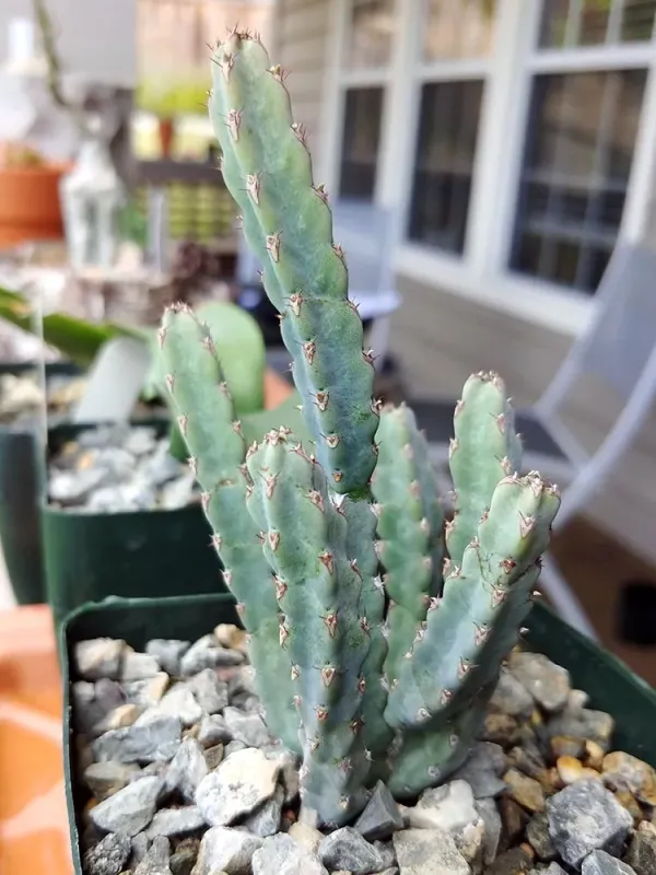 Euphorbia debilispina