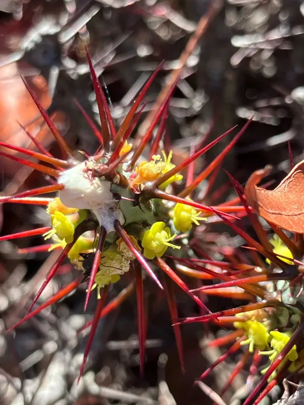 Euphorbia aeruginosa