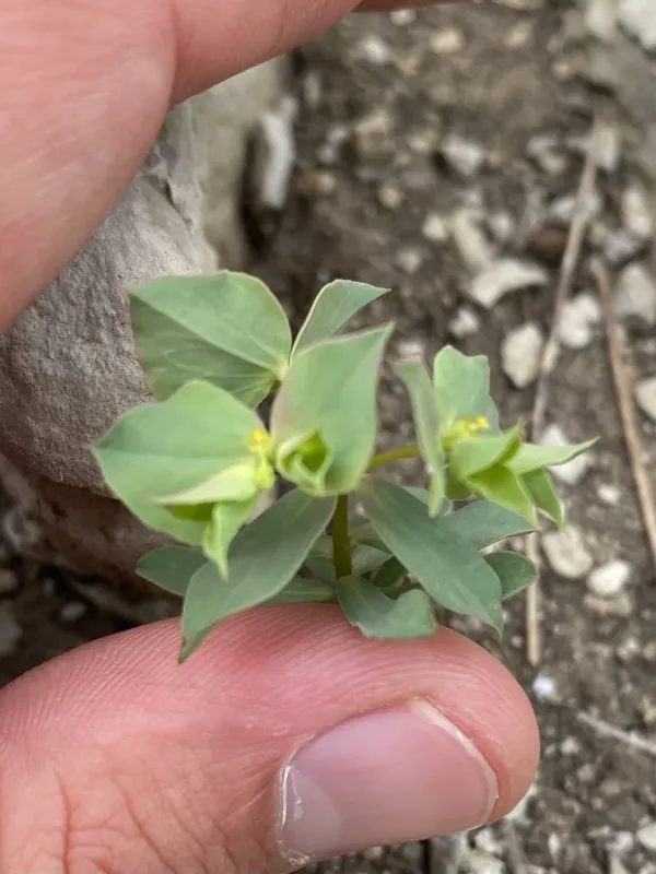 Euphorbia aulacosperma