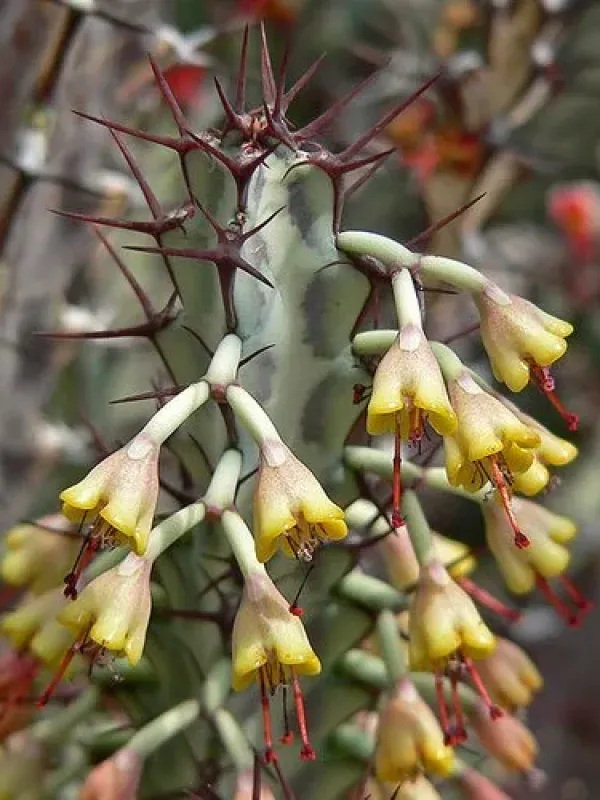Greenway's Euphorbia