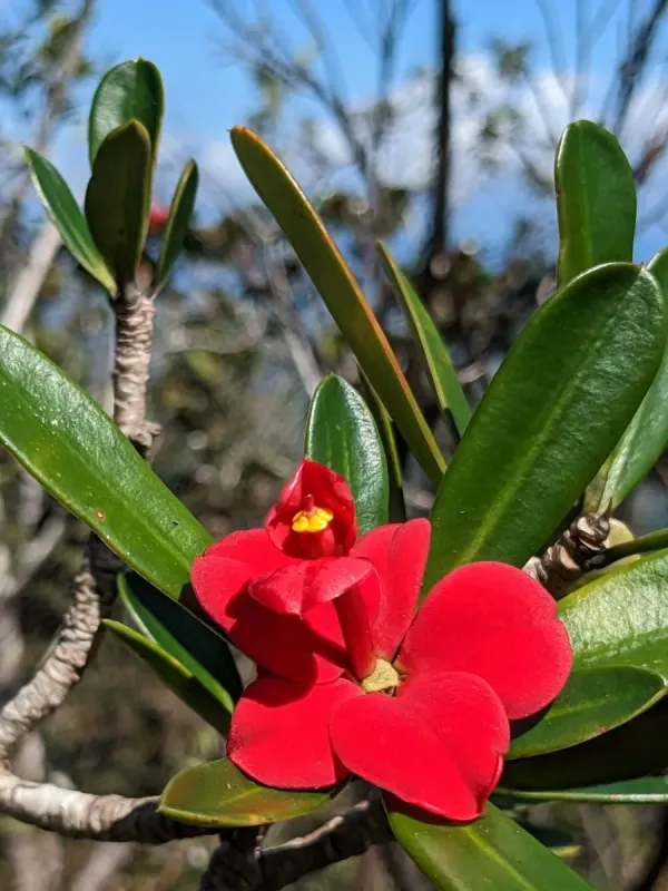 Euphorbia helenae