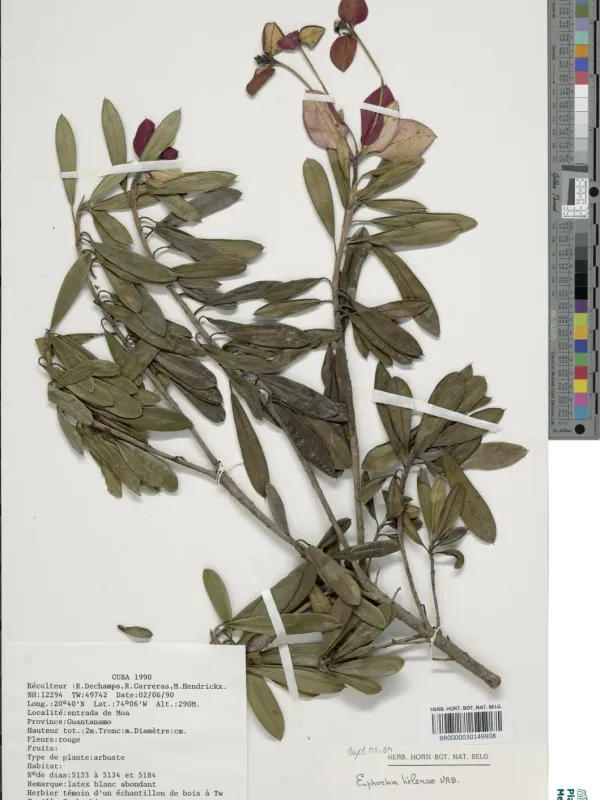 Helenian spurge