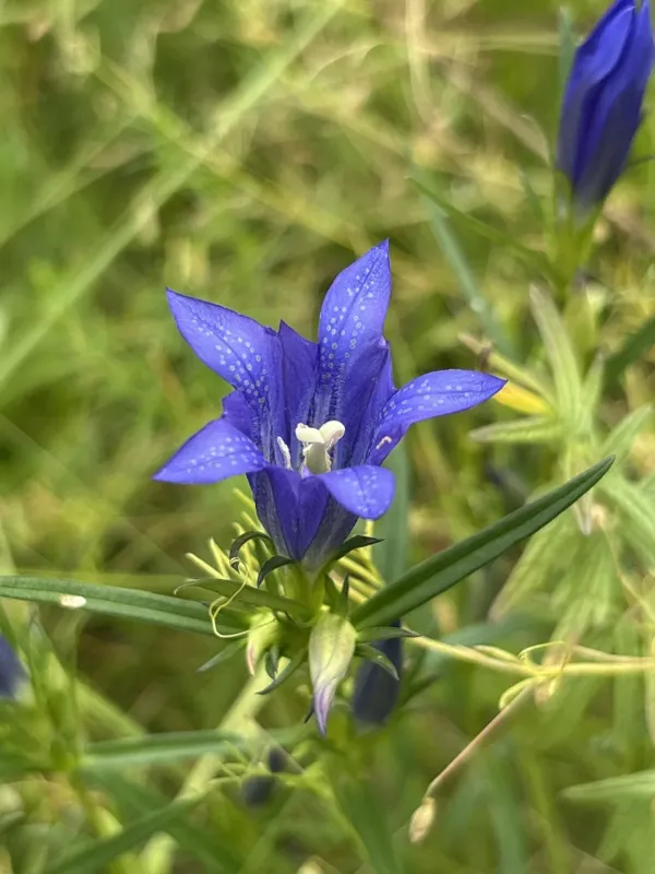 Marsh gentian