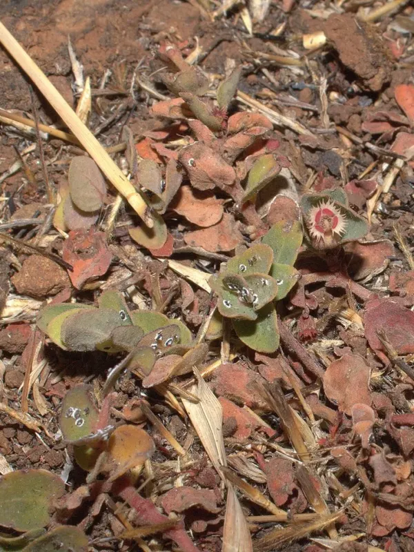 Laciniate spurge
