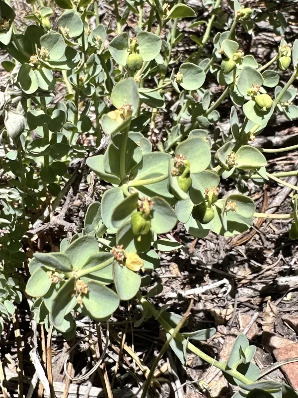 Euphorbia lurida
