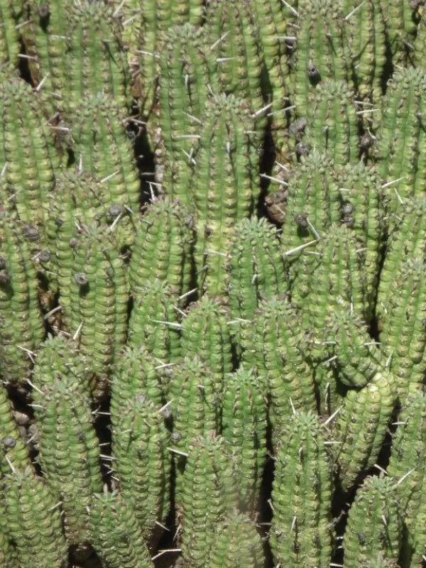 Corn Cob Euphorbia