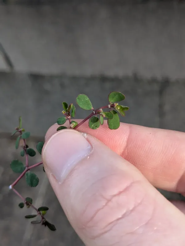 Euphorbia minutifolia