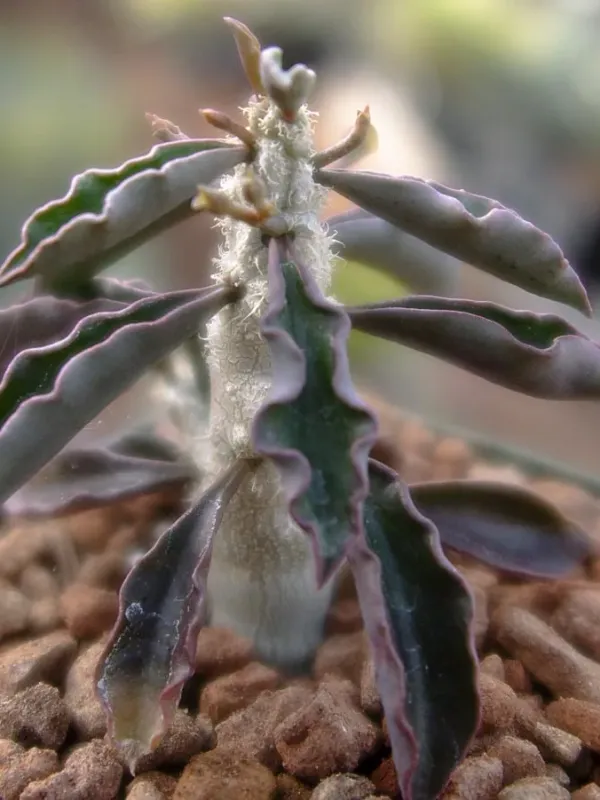 Euphorbia cap-saintemariensis
