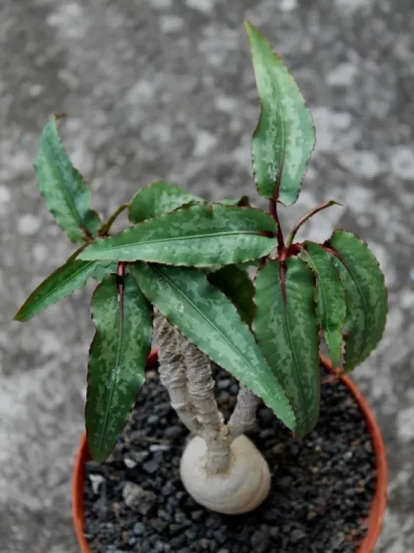 Euphorbia cremersii