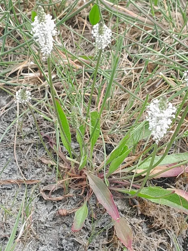 Plantago schwarzenbergiana