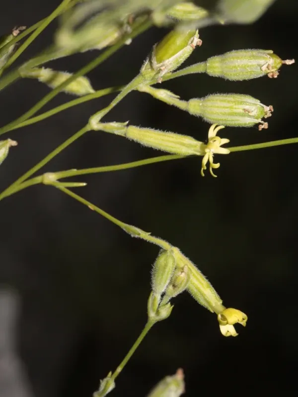 Silene flavescens