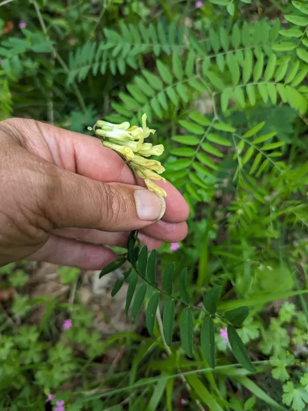 Sparse-flowered vetch
