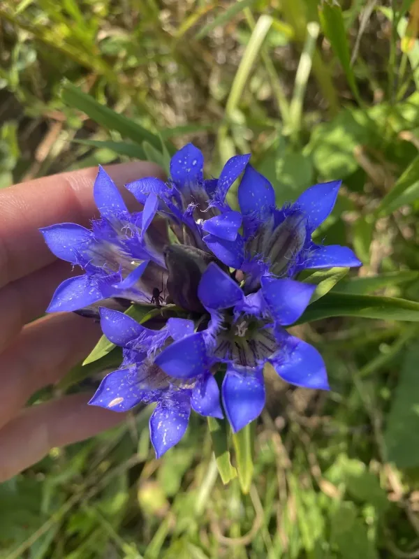Crested gentian