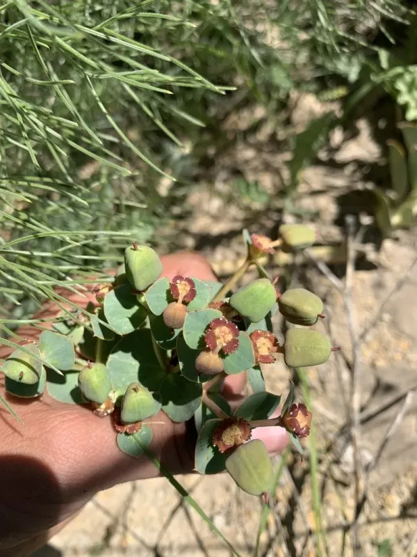 Euphorbia craspedia