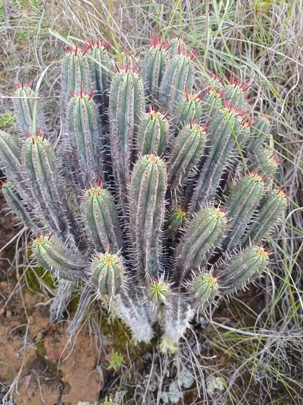 Euphorbia enopla