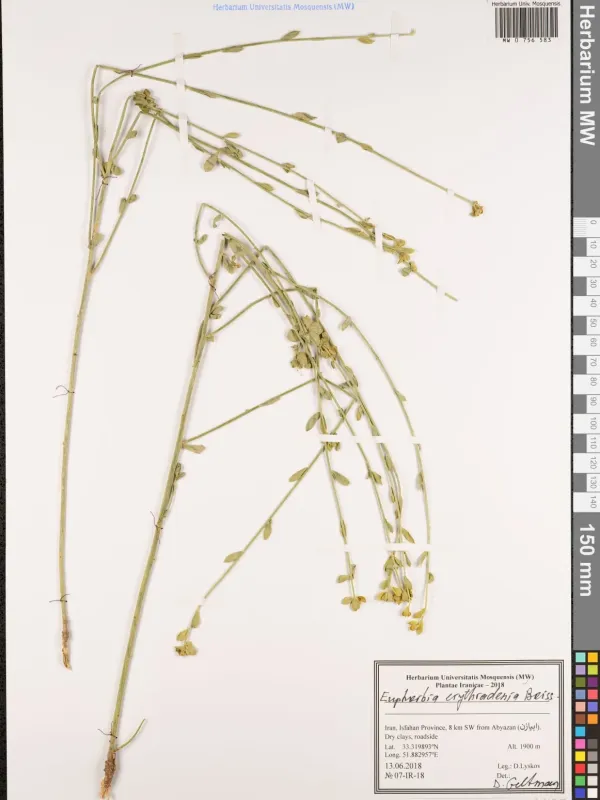 Euphorbia erythradenia