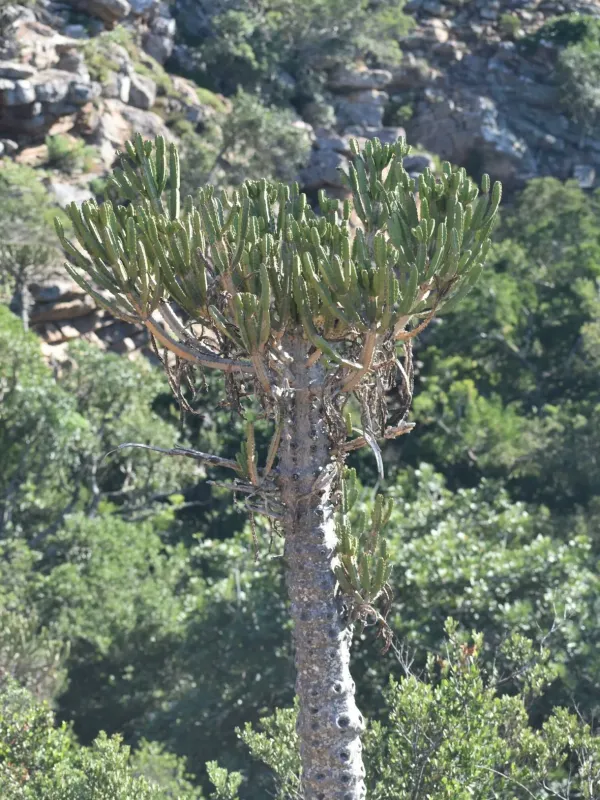 Euphorbia tetragona
