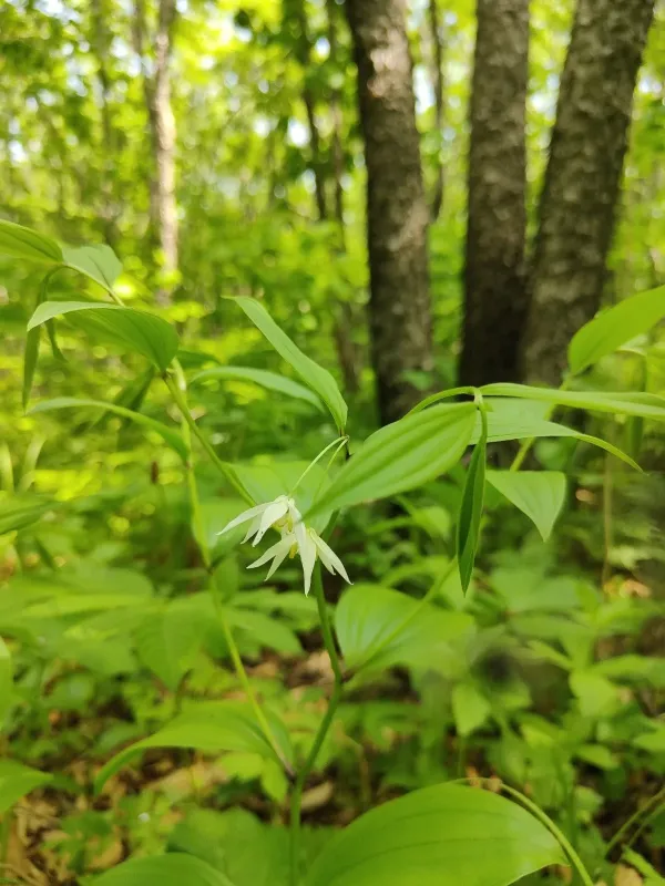 Disporum viridescens