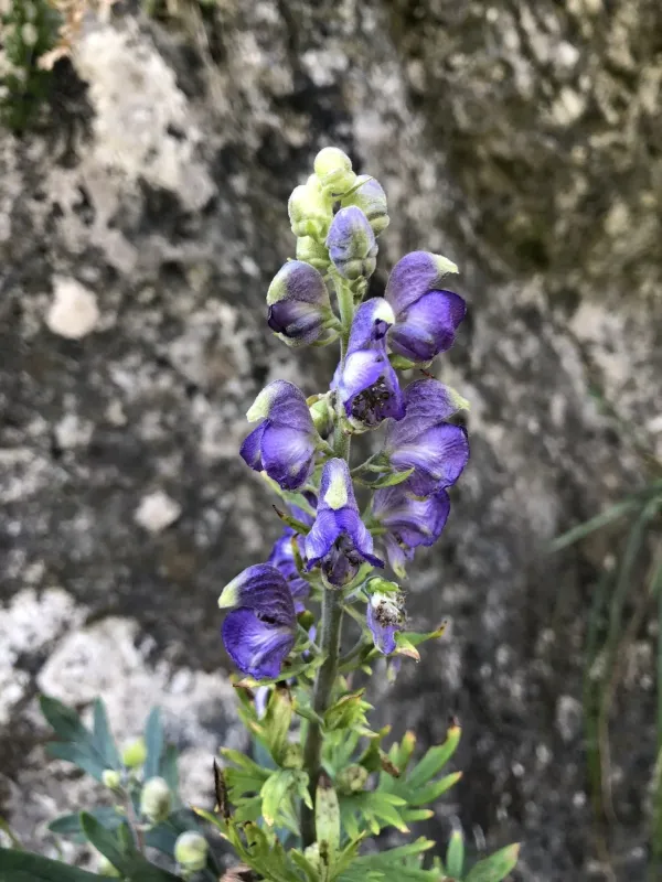 Aconitum bucovinense