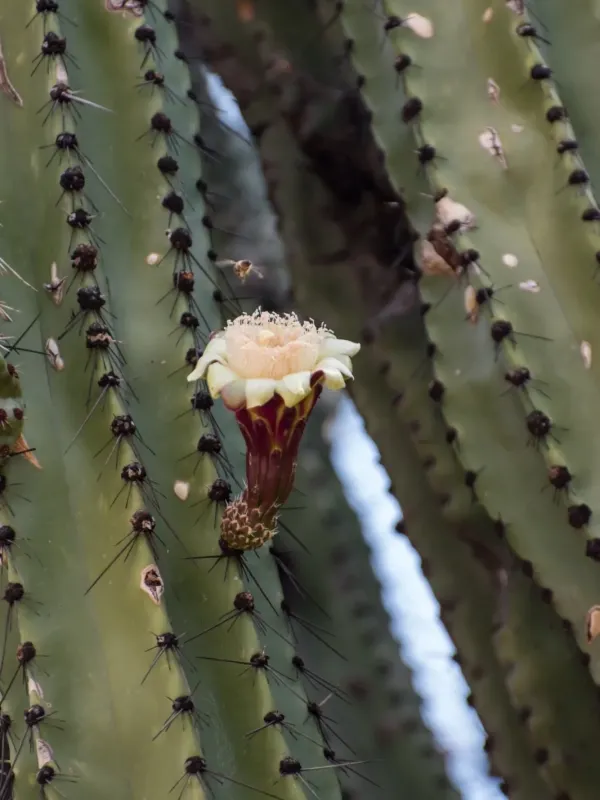Stenocereus queretaroensis
