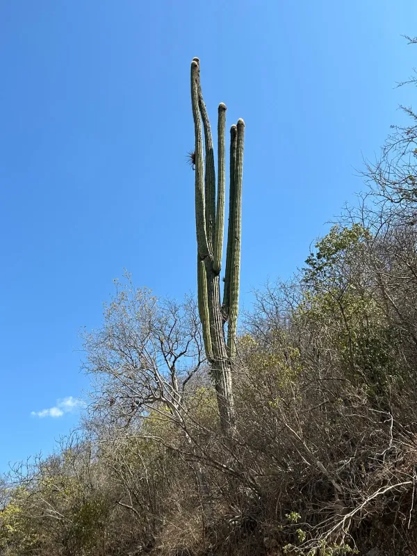 Mitrocereus fulviceps
