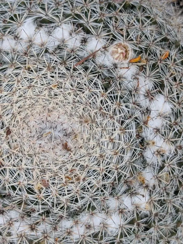 Mammillaria chionocephala