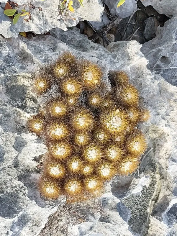 Mammillaria nivosa