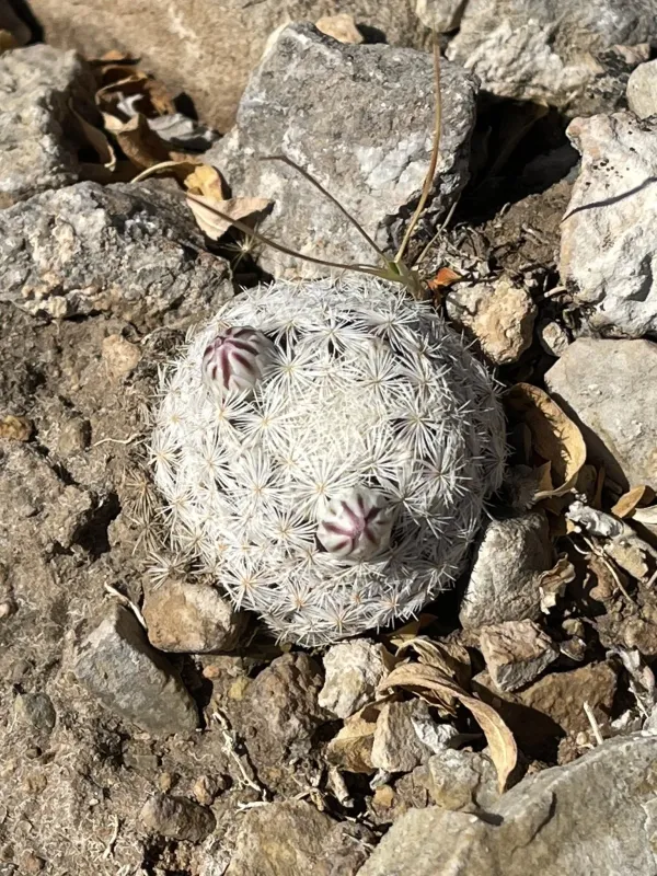 Mammillaria magallanii