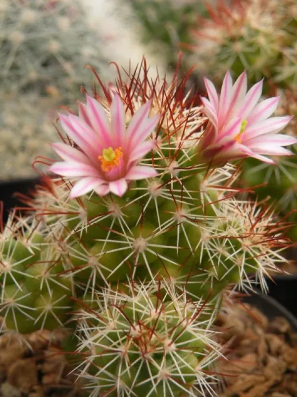Mammillaria tonalensis