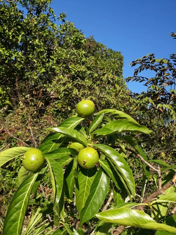 Borojo