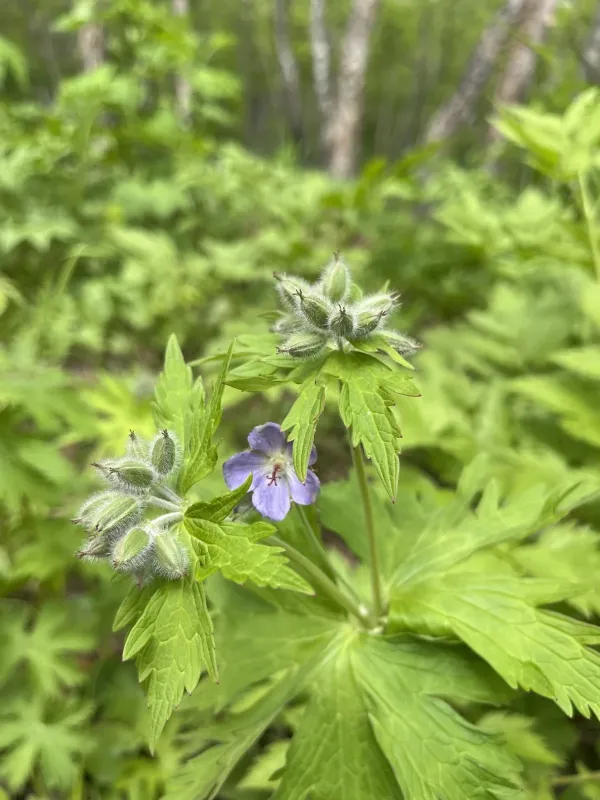 Woolly-anther geranium