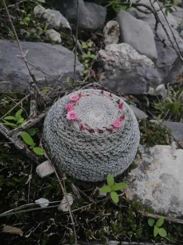 Mammillaria perbella
