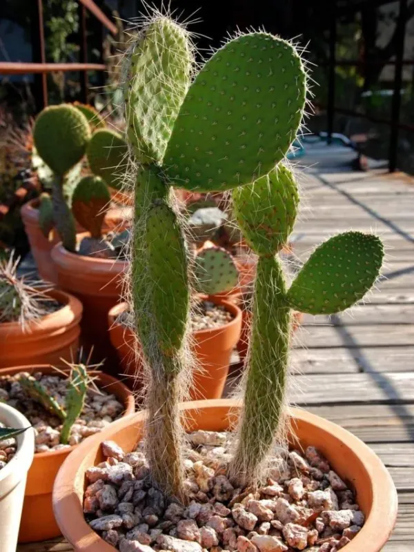 Hitchcock's prickly pear