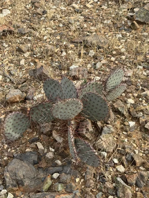 Purple prickly pear