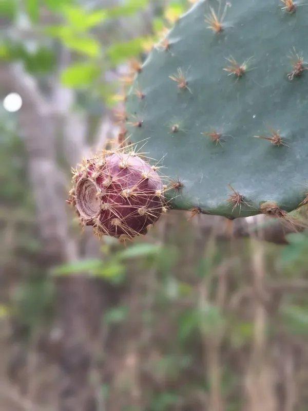 Yellow Prickly Pear
