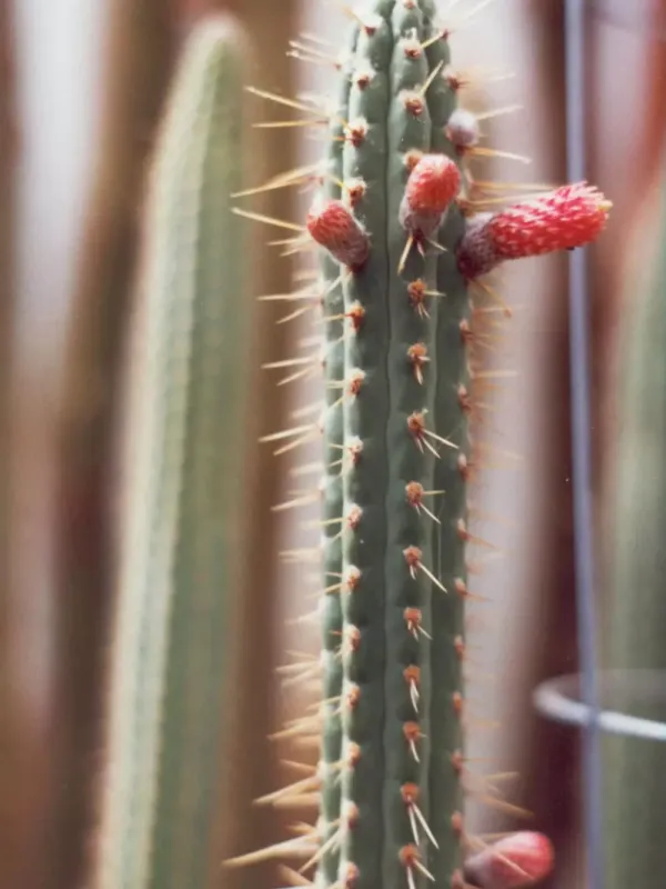 Cleistocactus laniceps