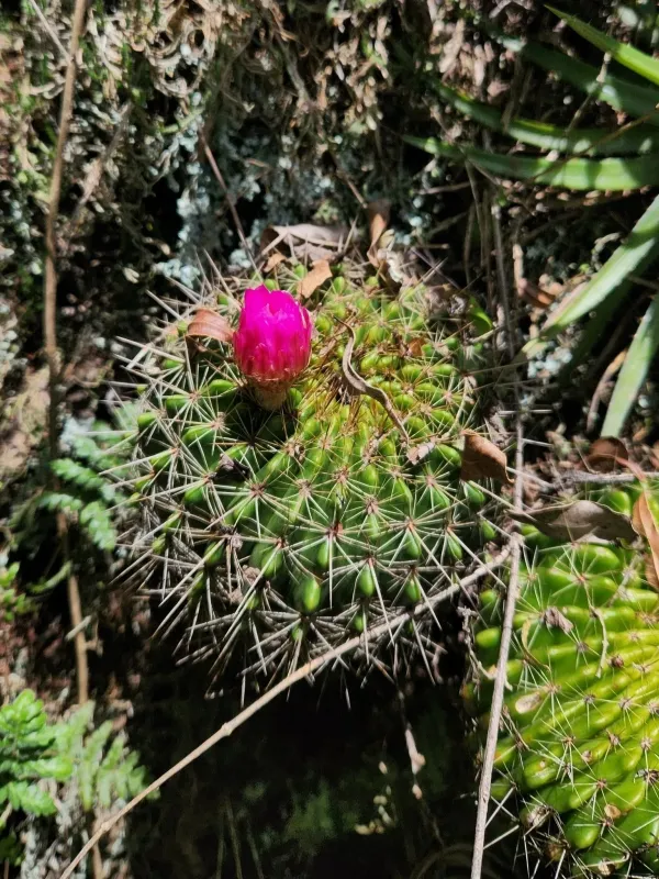 Notocactus herteri