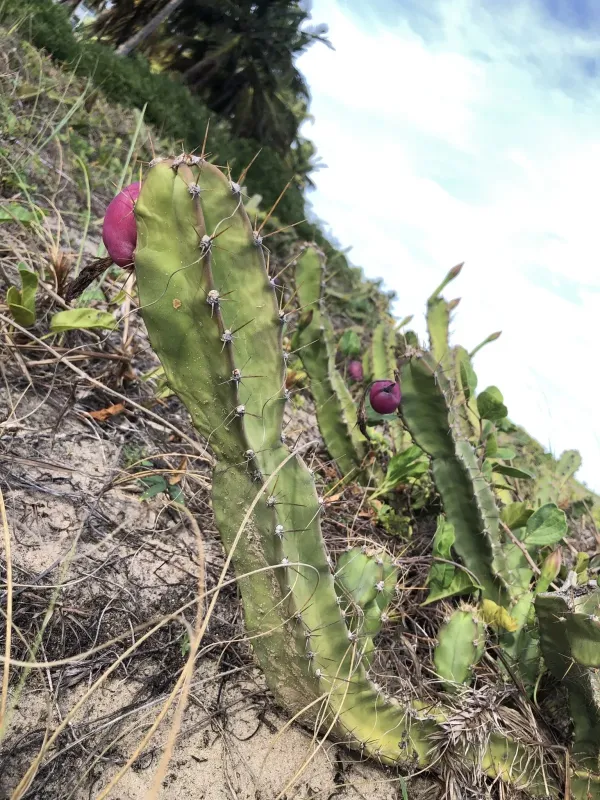 Cereus caesius