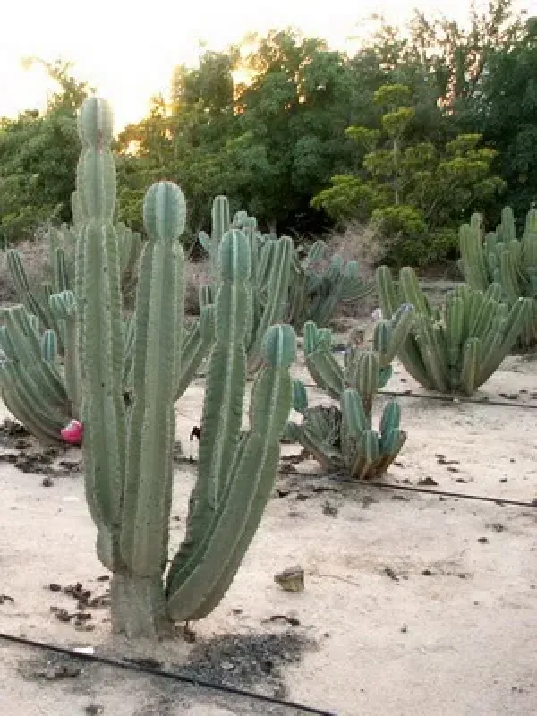 Blue Cereus