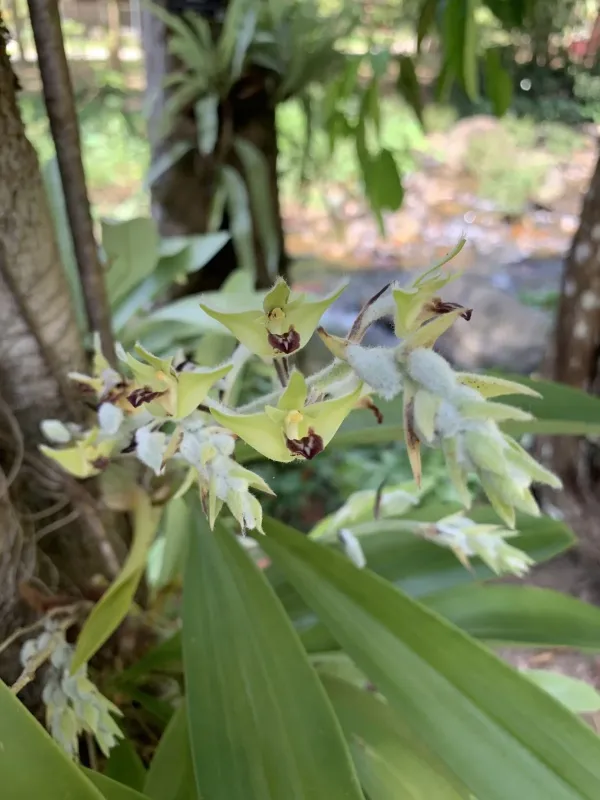 Dendrolirium lasiopetalum