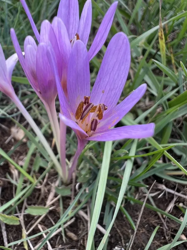 Colchicum haynaldii