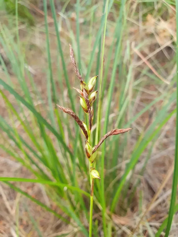 Осока незаконна