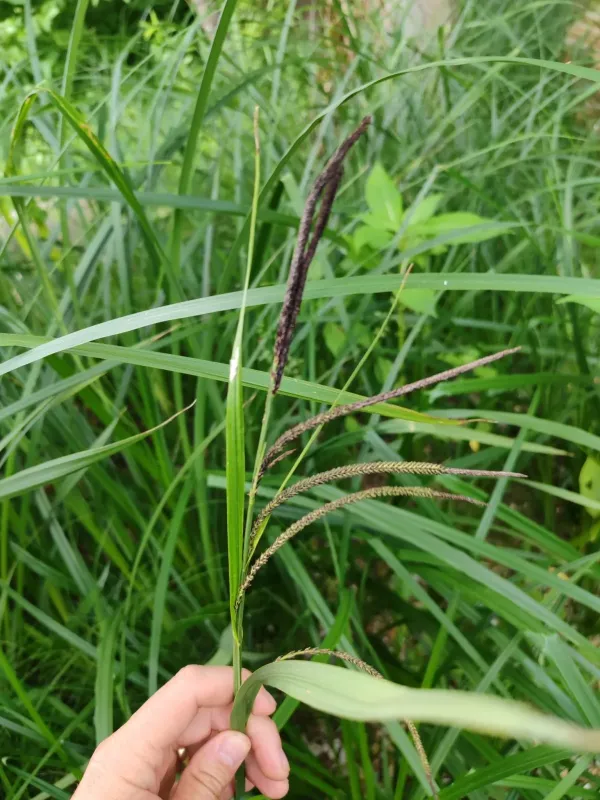 Alpine sedge