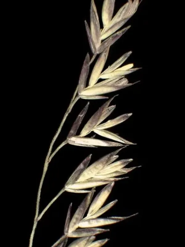 Shining fescue