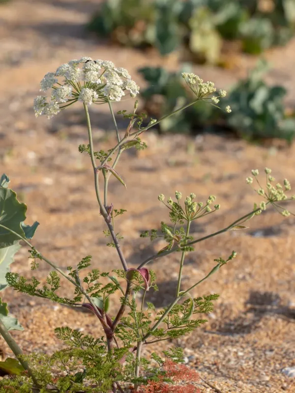 Sea Astrodaucus