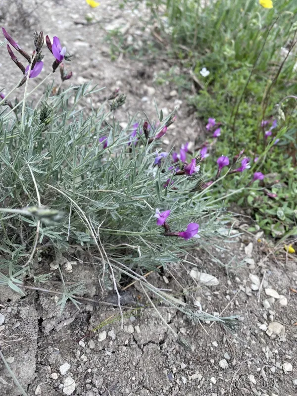 Astragalus subuliformis