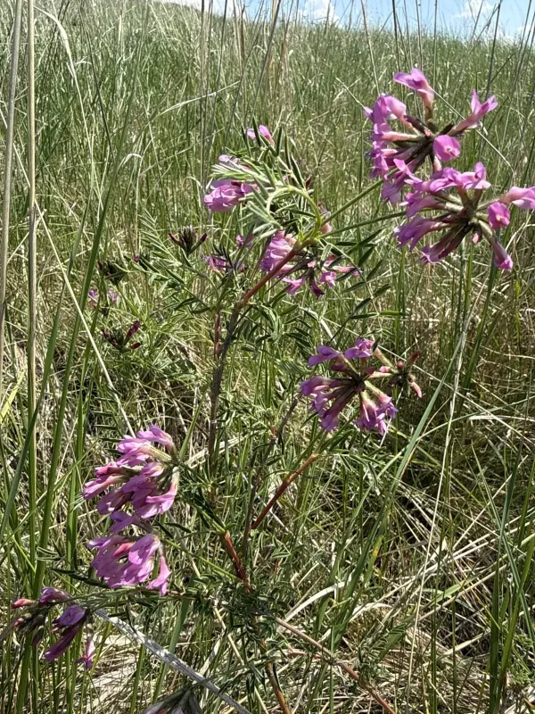 Astragalus cornutus